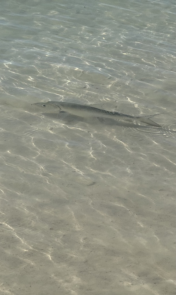 Bonefish (Albula vulpes) — Albulidae