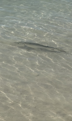 Bonefish (Albula vulpes) — Albulidae