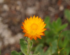 Xerochrysum subundulatum