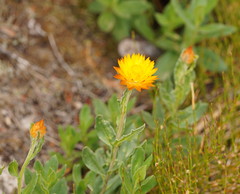 Xerochrysum subundulatum