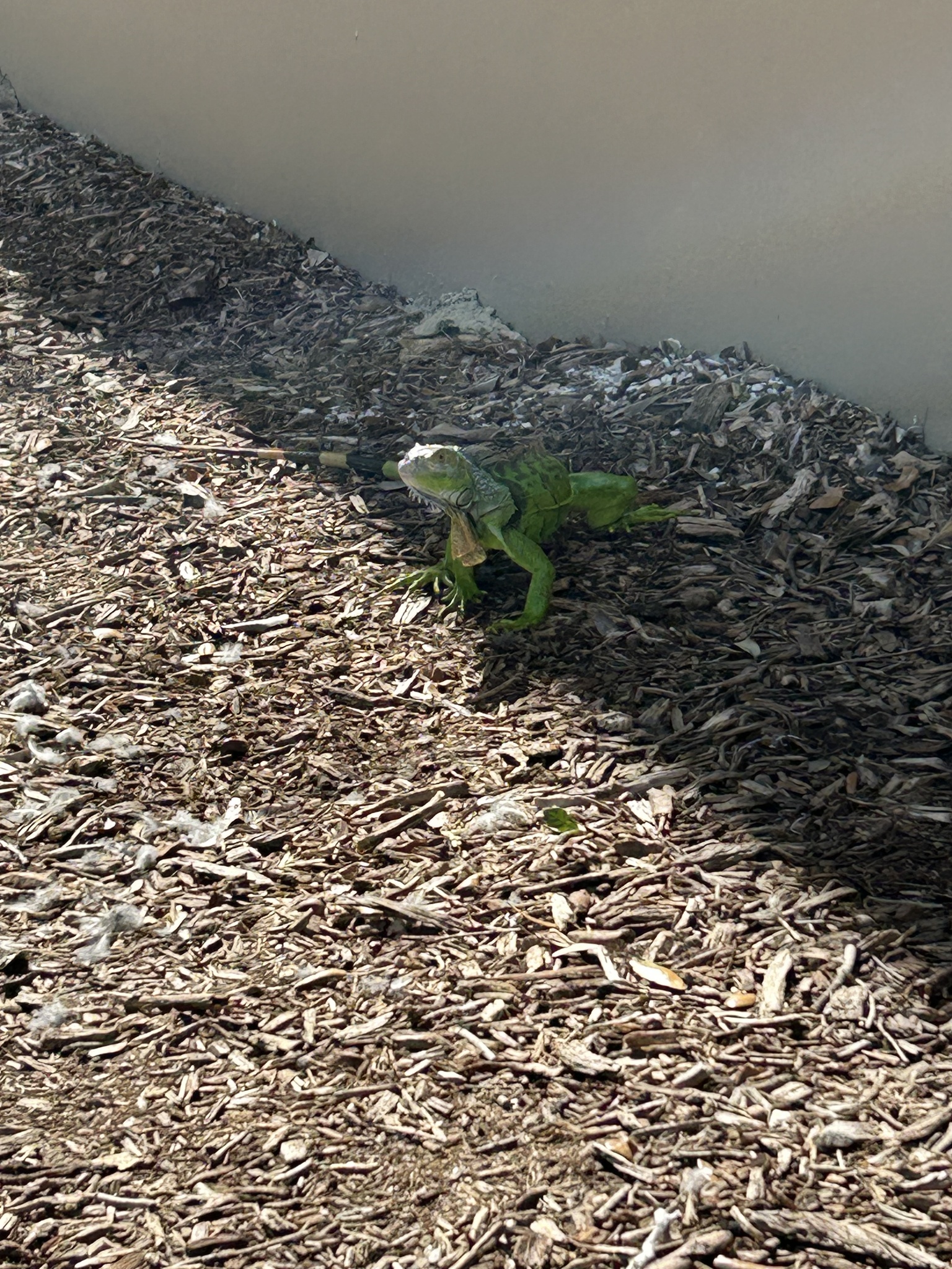 Iguana iguana (Linnaeus, 1758)