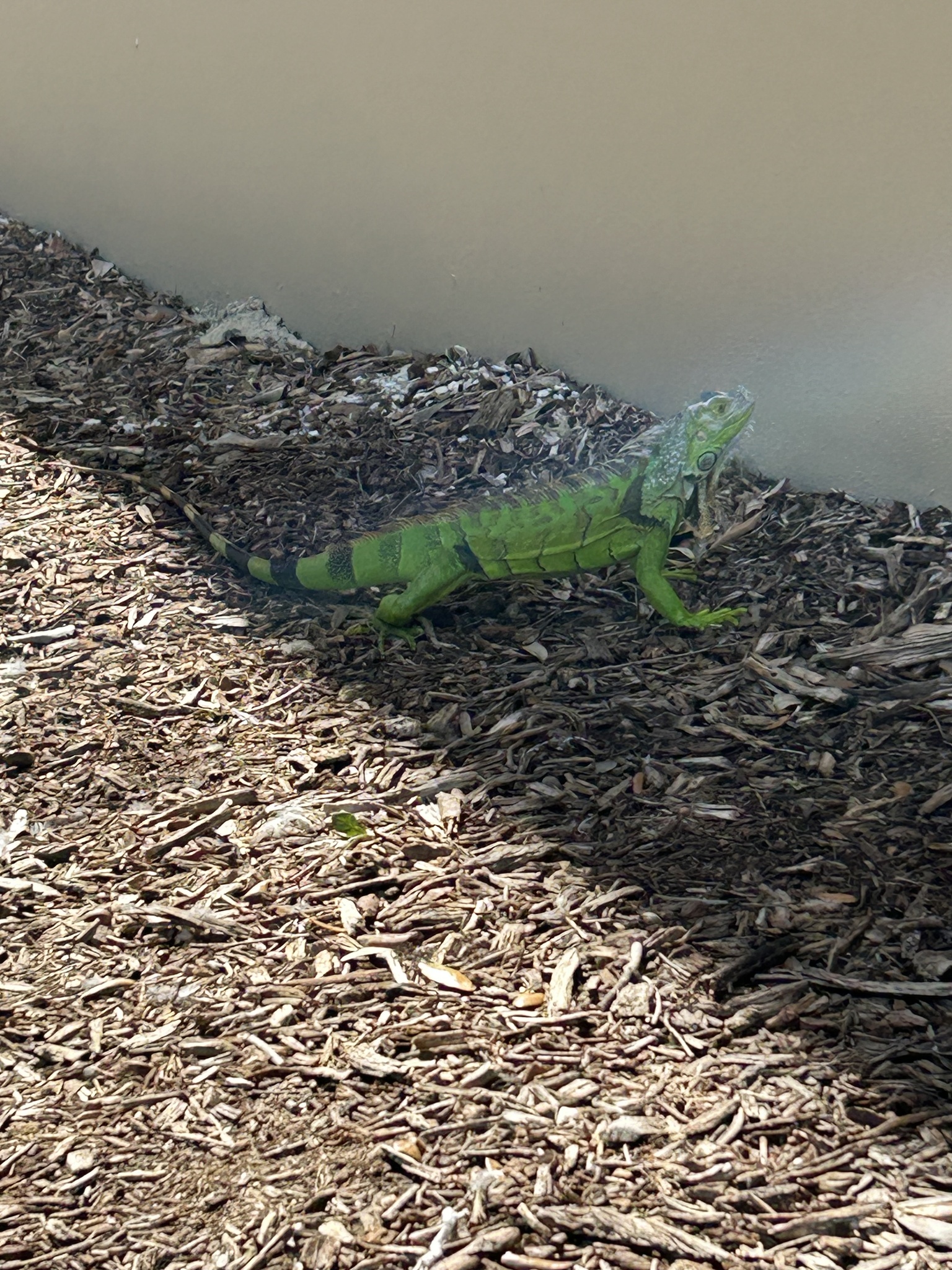 Iguana iguana (Linnaeus, 1758)