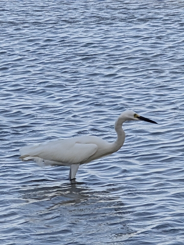Little Egret (Egretta garzetta), photo 7