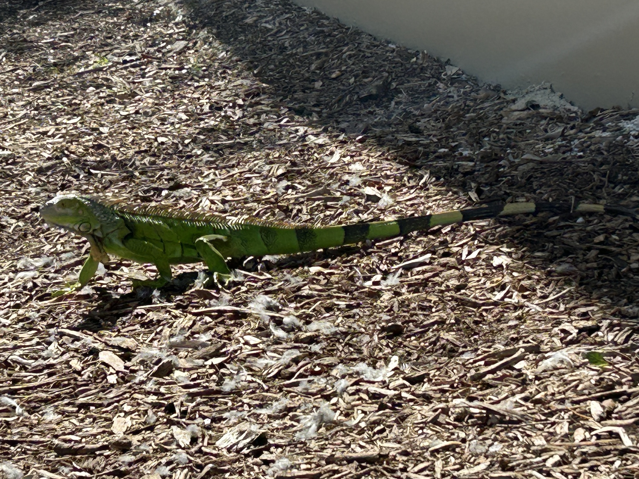 Iguana iguana (Linnaeus, 1758)