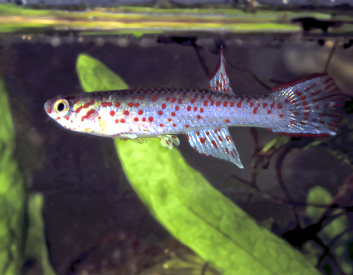 Lambert's killi (Aphyosemion lamberti) — Nothobranchiidae