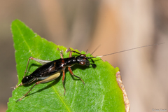 Cranistus colliurides