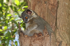 Lepilemur leucopus