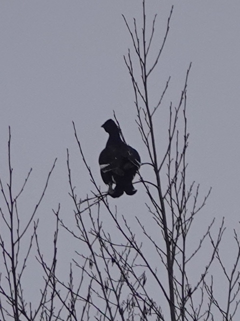 Black Grouse (Lyrurus tetrix), photo 4