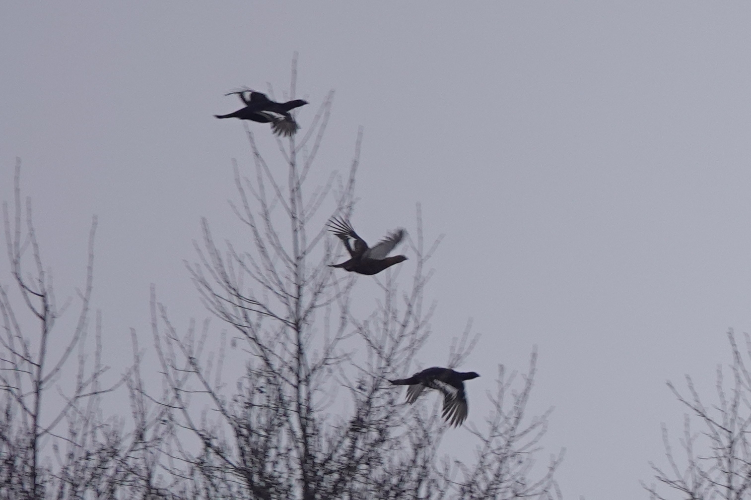 Black Grouse (Lyrurus tetrix), photo 5
