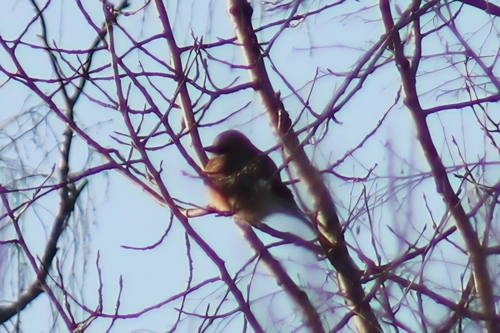 Eurasian Jay (Garrulus glandarius), photo 7