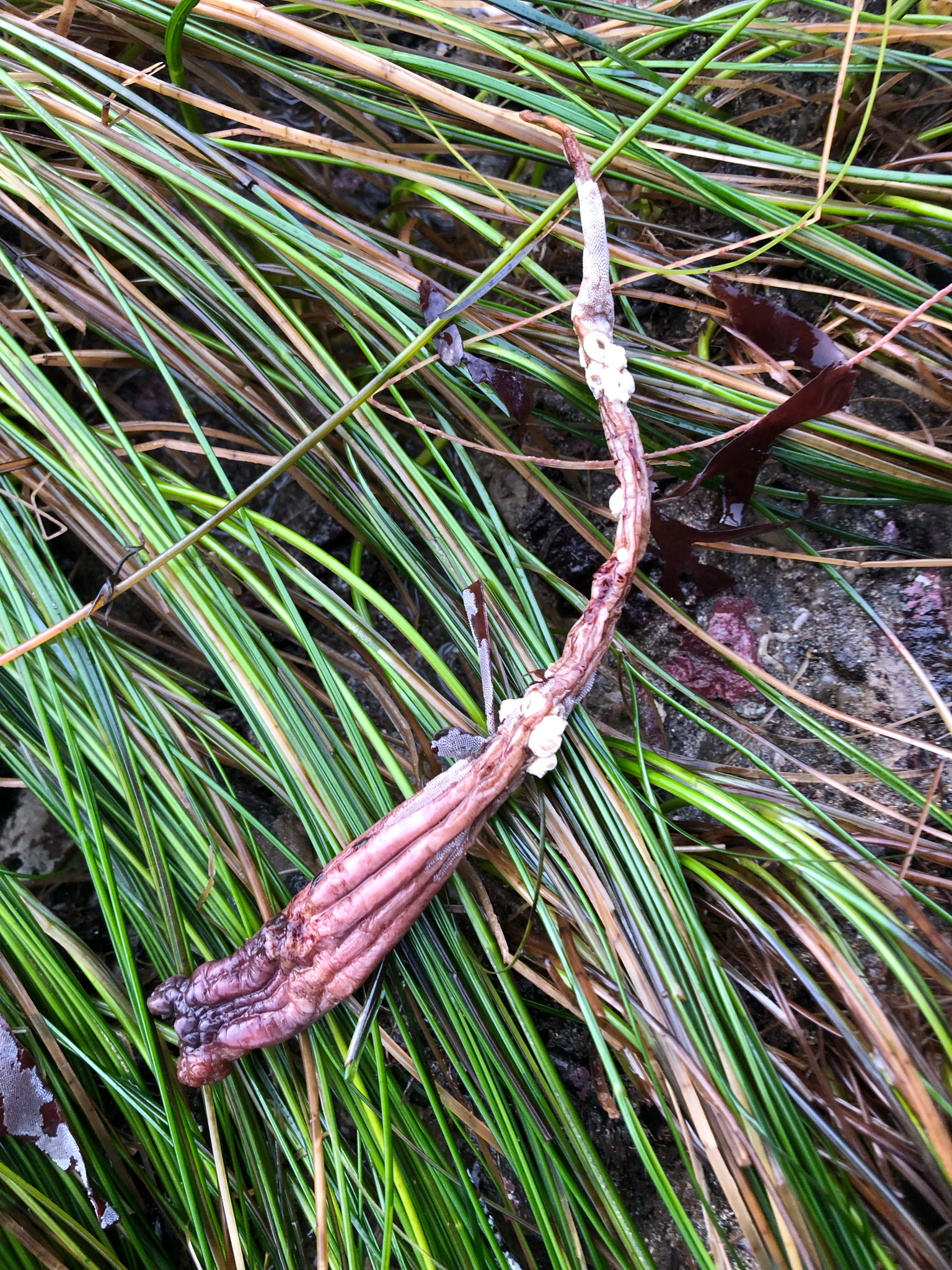 Styela montereyensis (Dall, 1872)