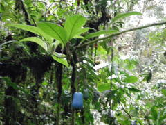 Burmeistera cyclostigmata