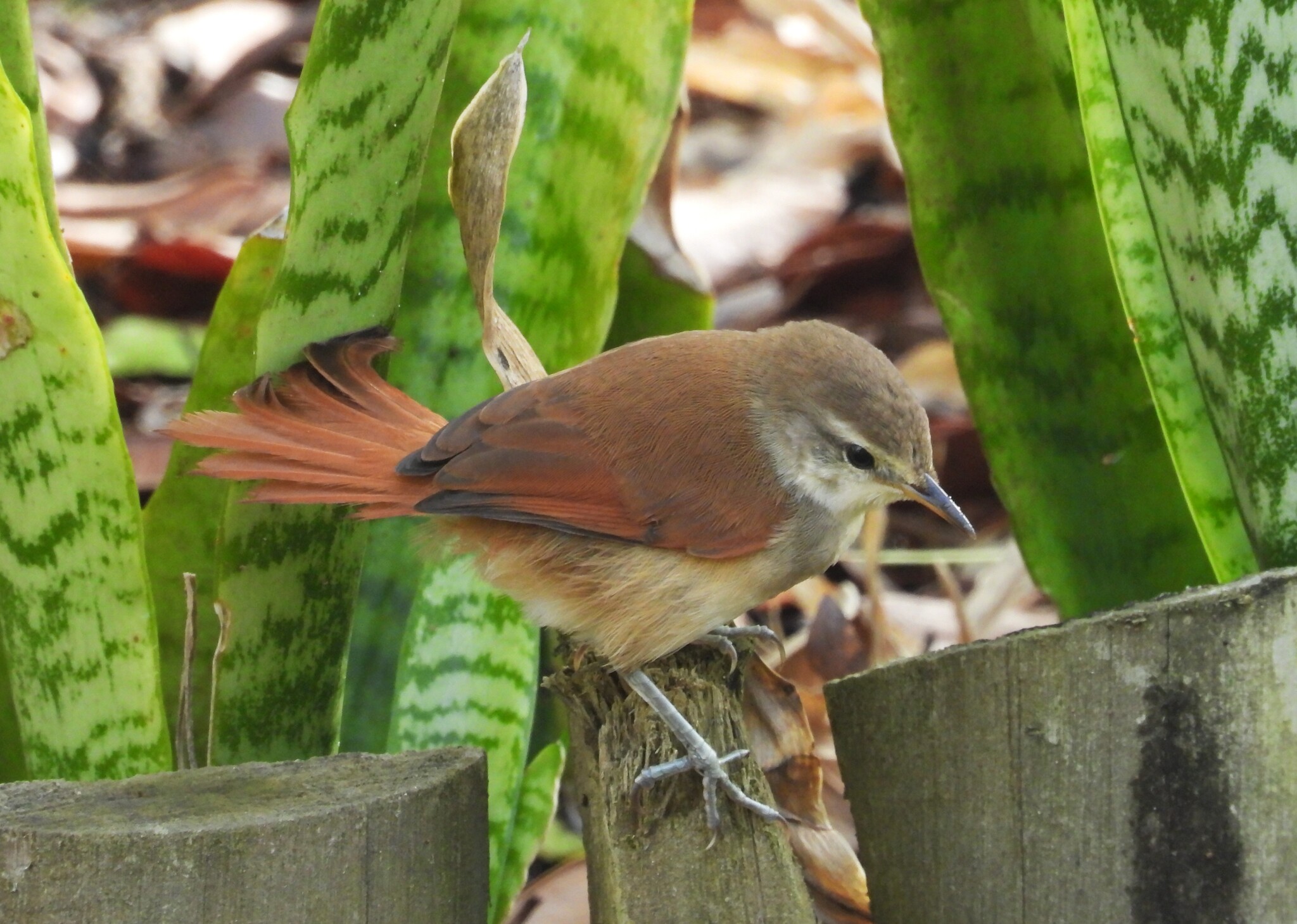 Yellow-chinned Spinetail (Certhiaxis cinnamomeus), photo 10