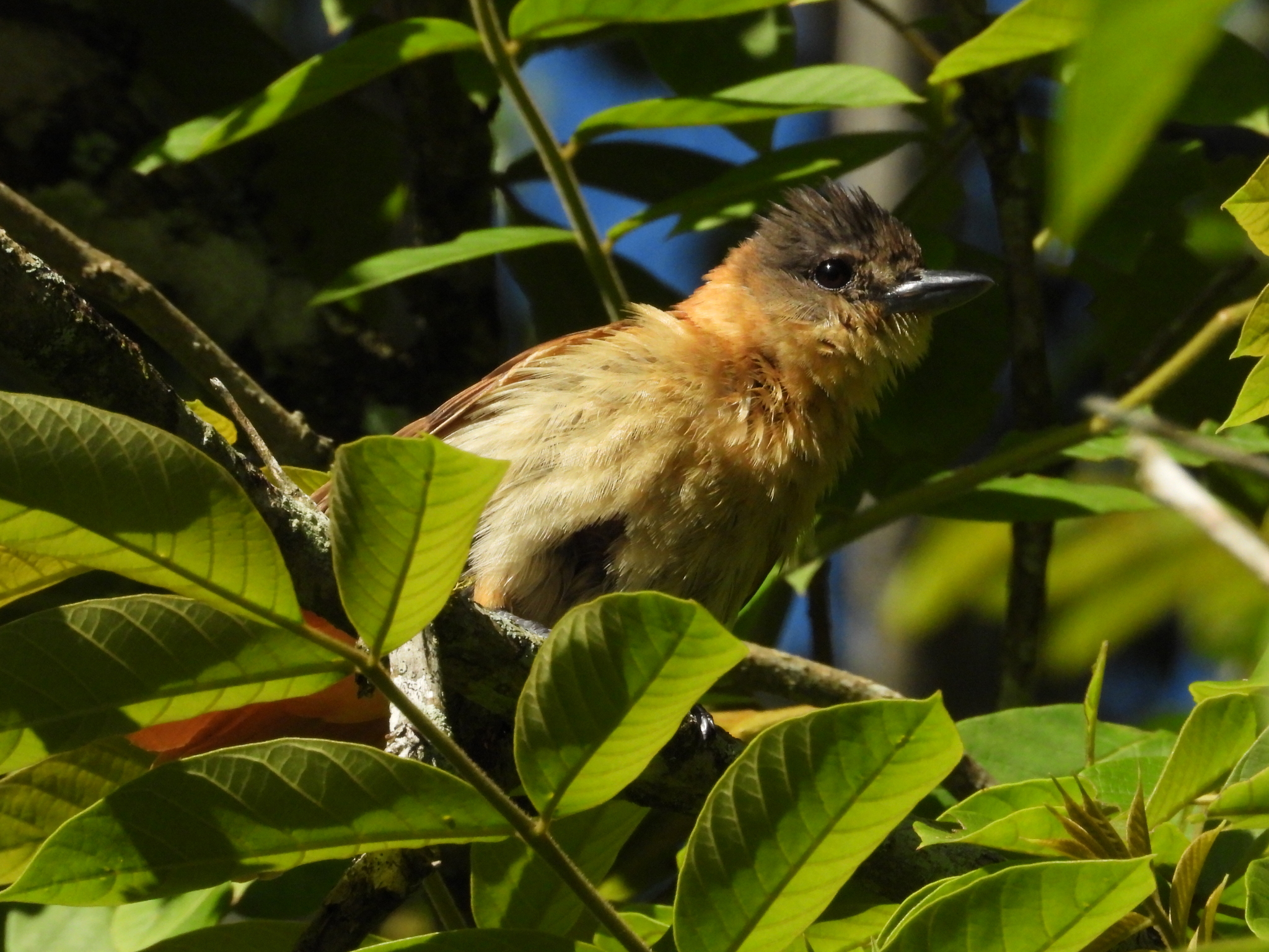Crested Becard (Pachyramphus validus), photo 8