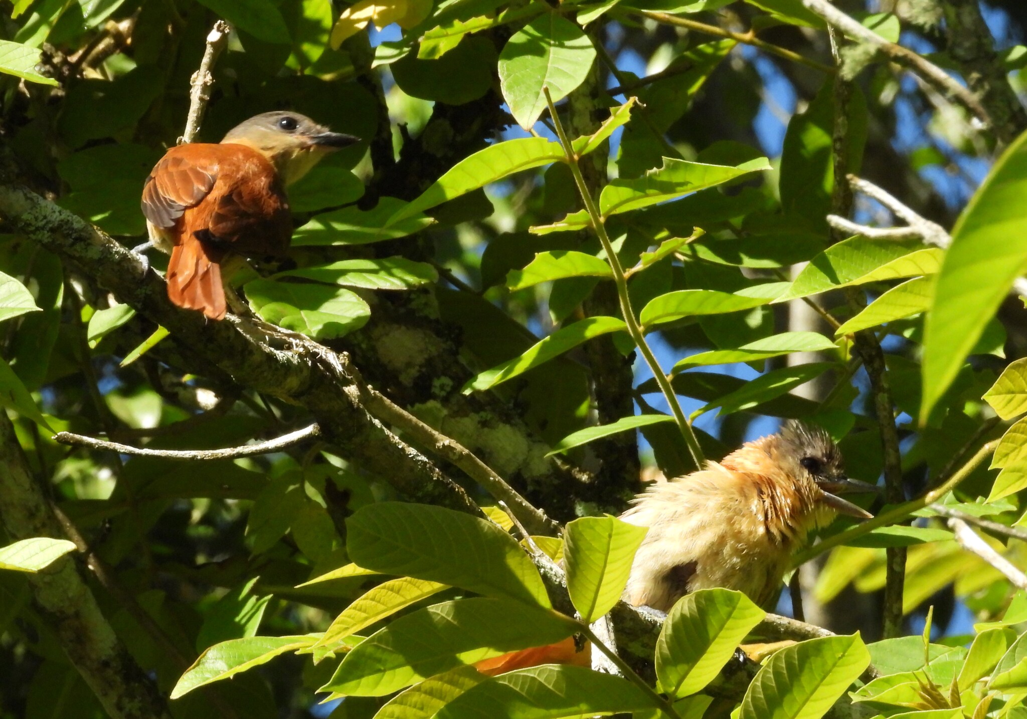 Crested Becard (Pachyramphus validus), photo 9