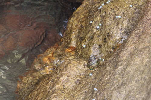 Monodonta australis