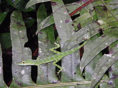 Anolis gemmosus