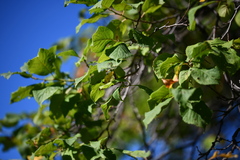 Abricot De Briançon (Prunus brigantina)