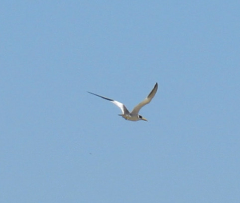 Large-billed Tern (Phaetusa simplex), photo 1