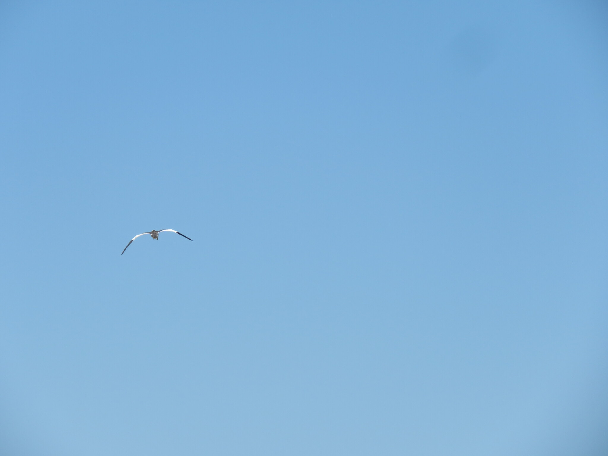 Large-billed Tern (Phaetusa simplex), photo 2
