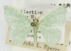 Synchlora frondaria avidaria