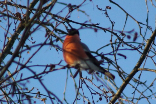 Eurasian Bullfinch (Pyrrhula pyrrhula), photo 8