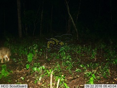 Sylvilagus cunicularius insolitus