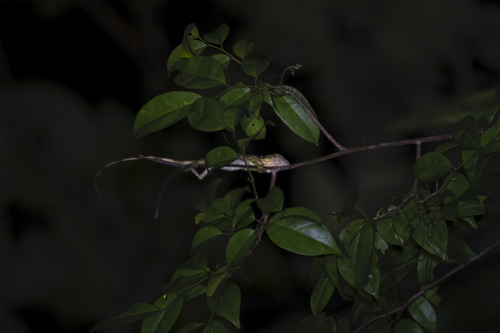 Sarawak Long-headed Agama