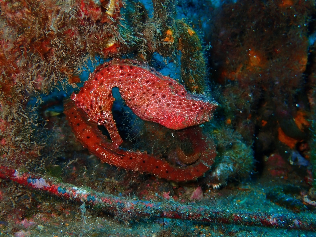 West African seahorse (Hippocampus algiricus) — Syngnathidae