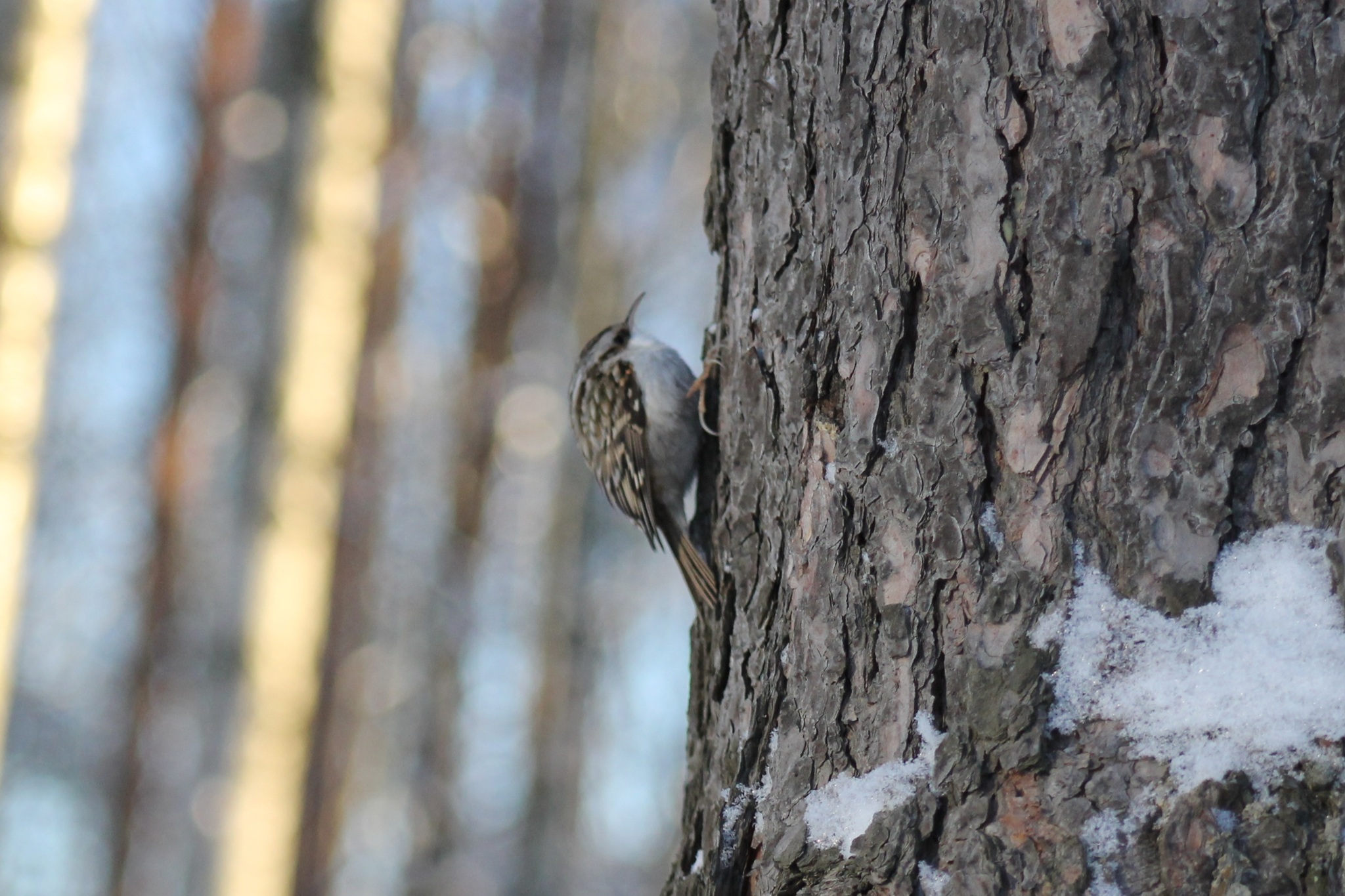 Eurasian Treecreeper (Certhia familiaris), photo 5