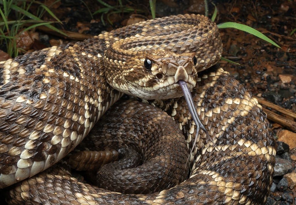 Neotropical Rattlesnake from Brasília - DF, Brasil on January 3, 2026 ...