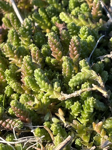 Biting stonecrop