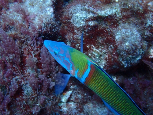 Pauwlipvis (Thalassoma pavo) — Labridae — 5