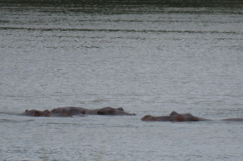 Common Hippopotamus