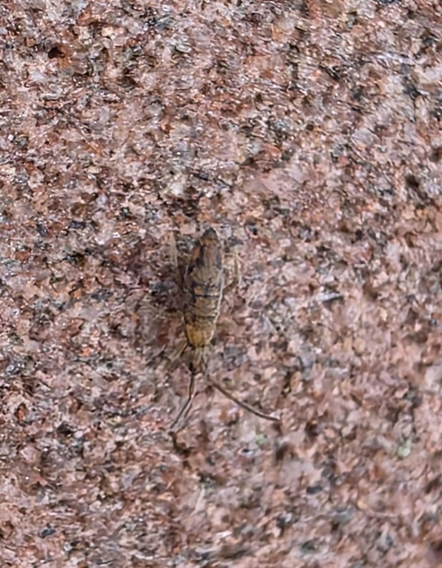 Entomobrya nivalis (C.Linnæus, 1758)