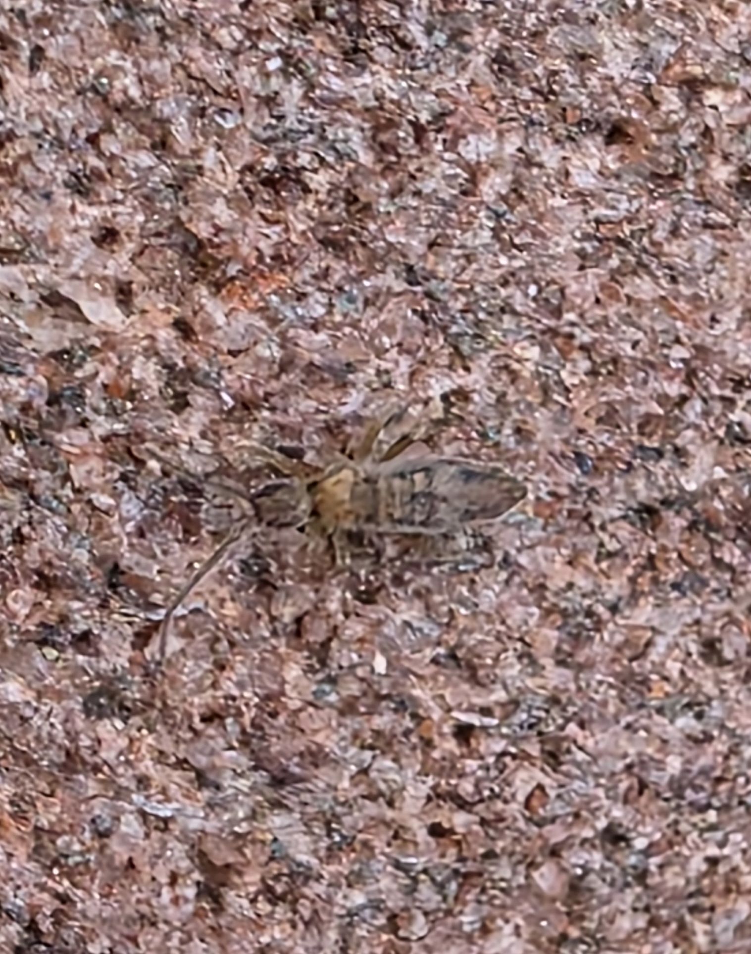 Entomobrya nivalis (C.Linnæus, 1758)