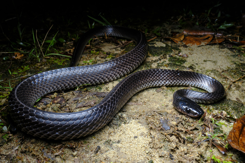 Borneo Frog-eating Snake