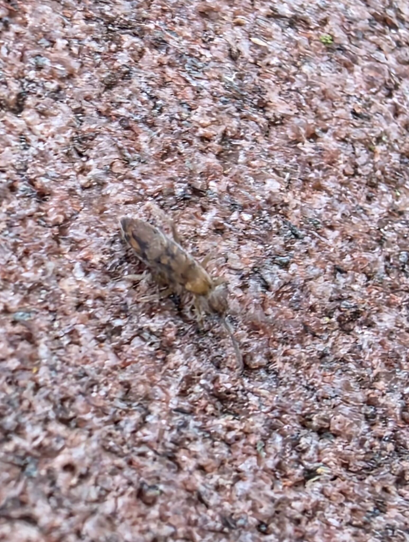 Entomobrya nivalis (C.Linnæus, 1758)
