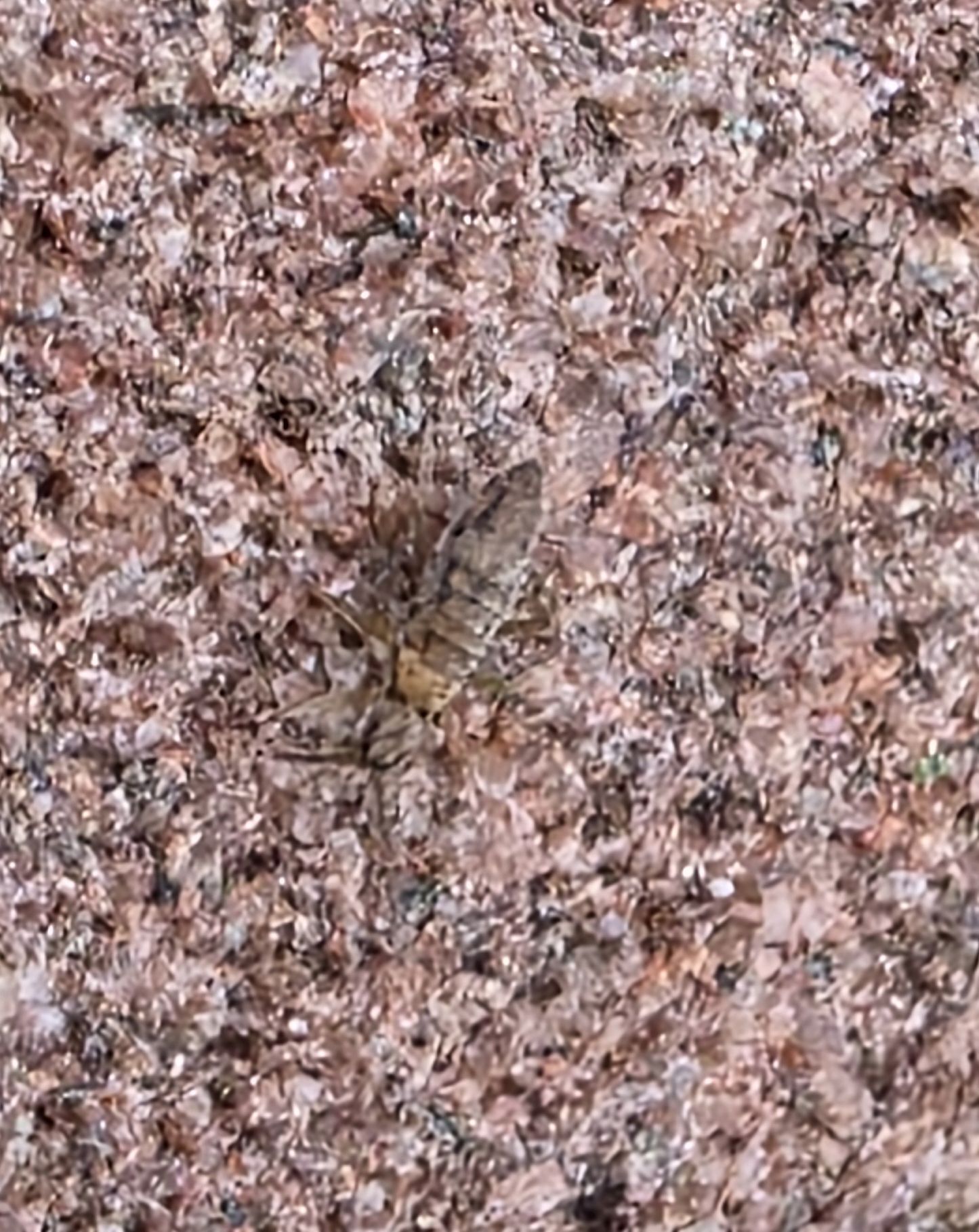 Entomobrya nivalis (C.Linnæus, 1758)