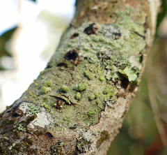 Neoprotoparmelia capitata