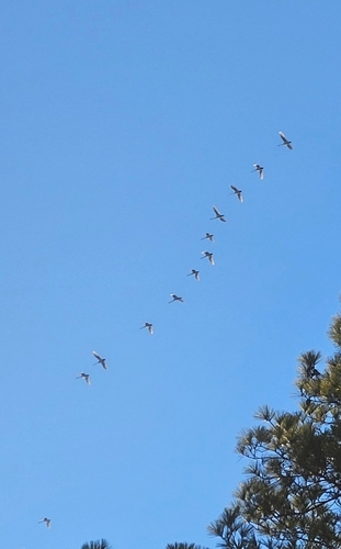 Tundra Swan (Cygnus columbianus), photo 7