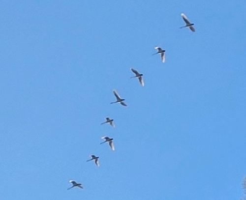 Tundra Swan (Cygnus columbianus), photo 8