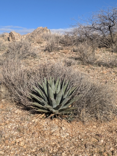 Agave mckelveyana