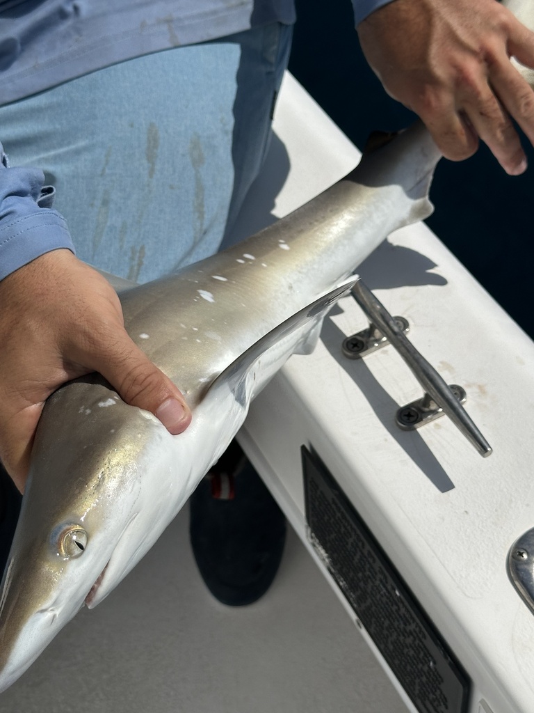Atlantic Sharpnose Shark (Rhizoprionodon terraenovae) — Carcharhinidae