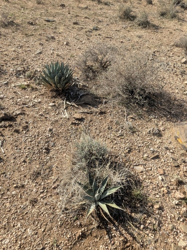 McKelvey's Agave (Agave mckelveyana)
