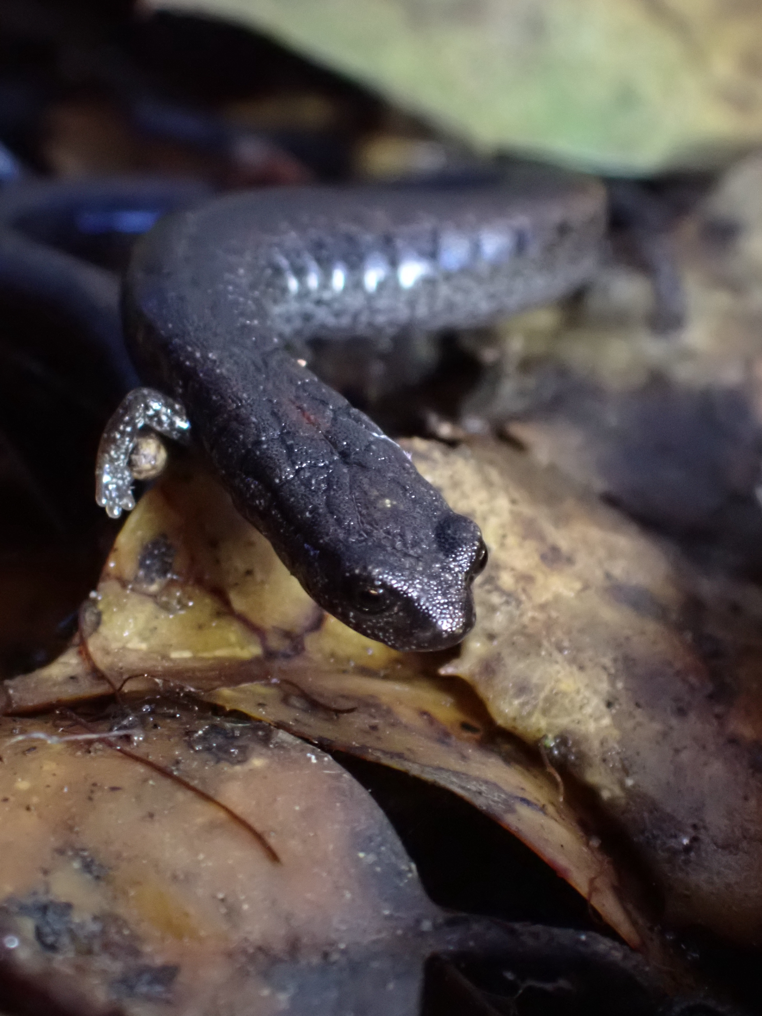 Batrachoseps attenuatus (Eschscholtz, 1833)