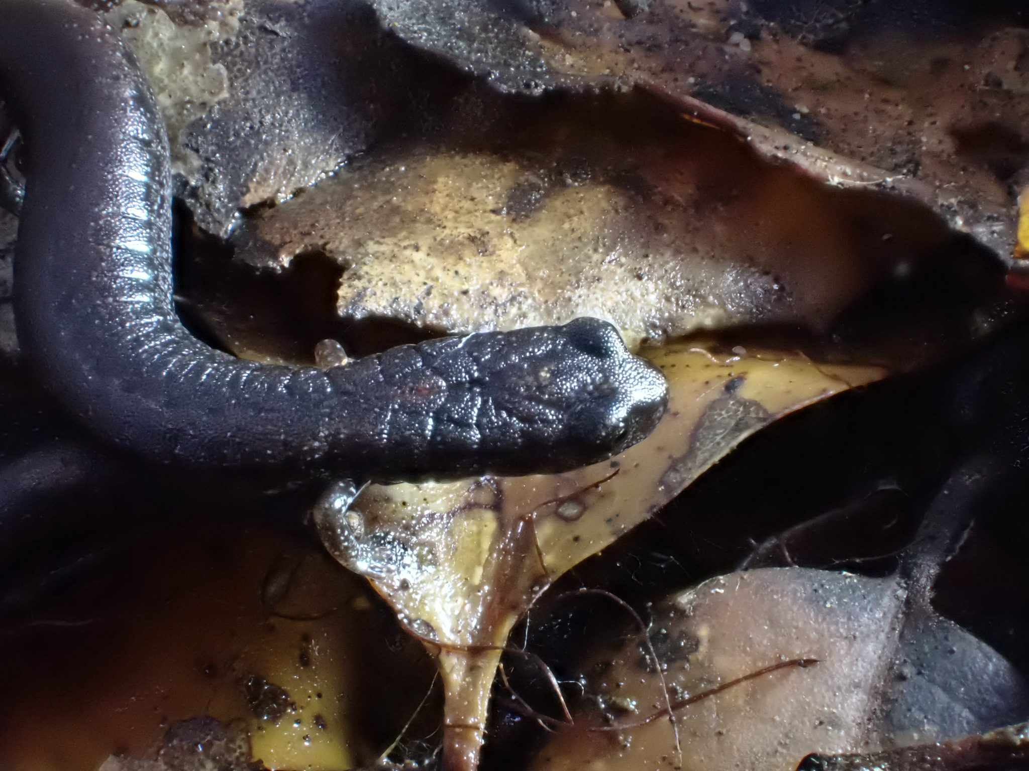 Batrachoseps attenuatus (Eschscholtz, 1833)