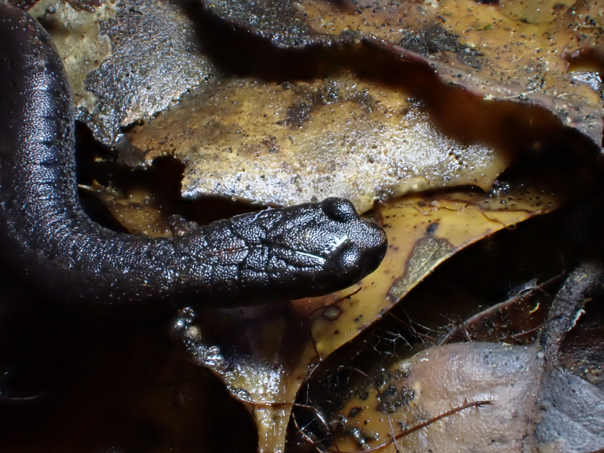 Batrachoseps attenuatus (Eschscholtz, 1833)