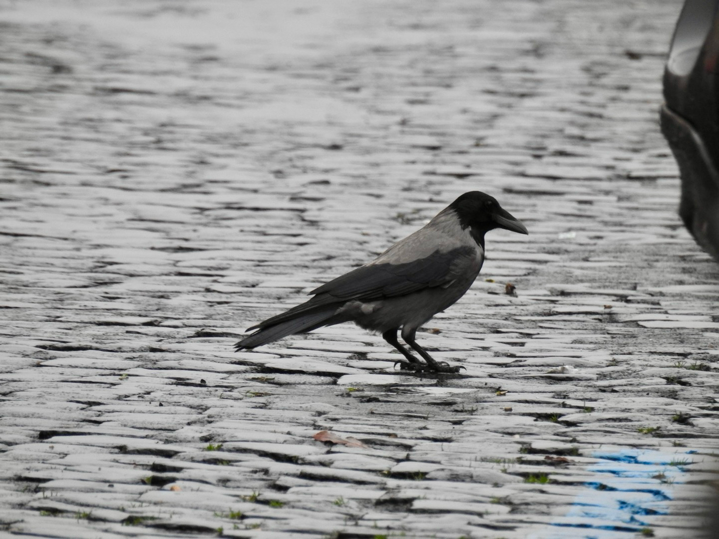 Corvus cornix