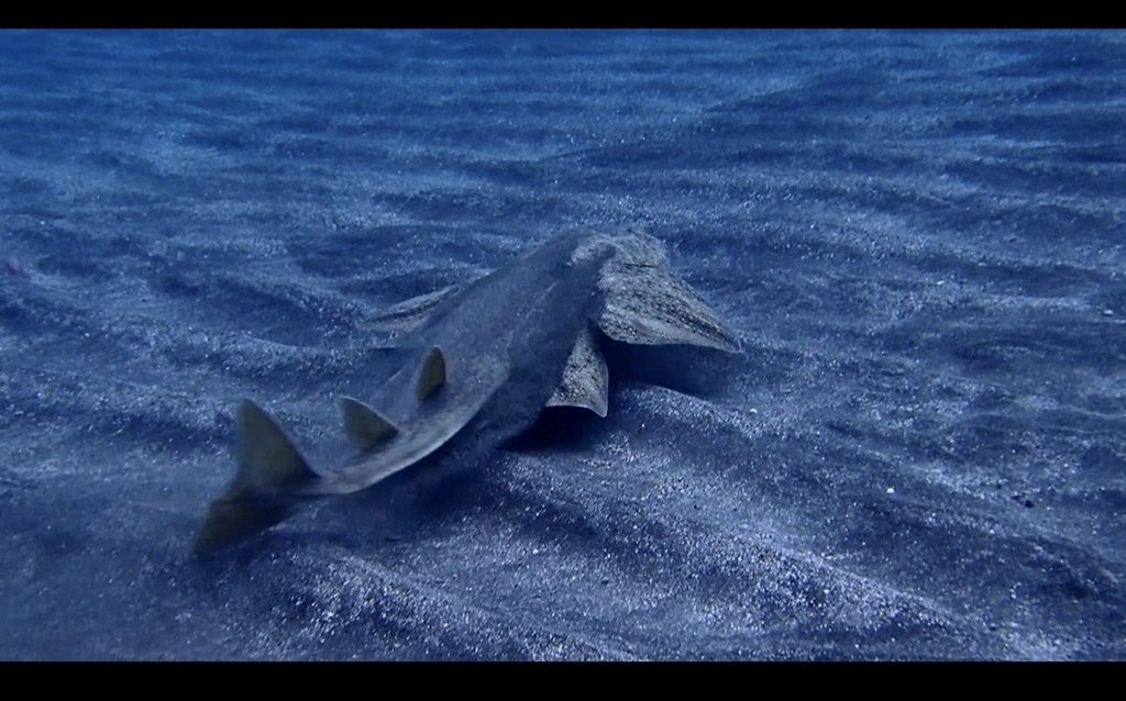 Angelshark (Squatina squatina) — Squatinidae